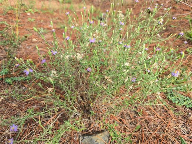 Vittadinia cuneata (Purple Fuzzweed) (alternate view 11)