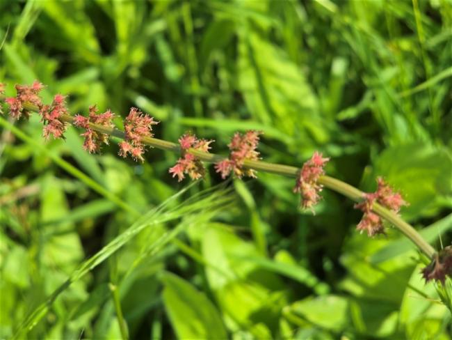 Rumex brownii (Slender Dock) (alternate view 13)