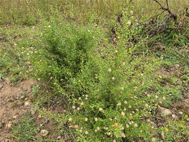 Dittrichia graveolens (Stinkwort) (alternate view 13)