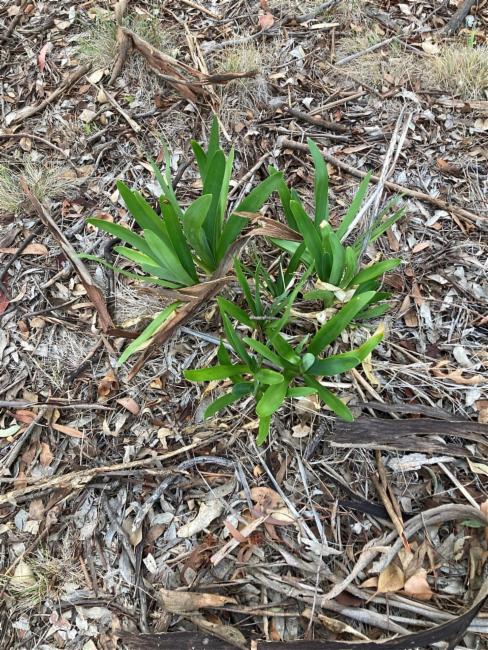 Agapanthus praecox (blue lily) (alternate view 11)