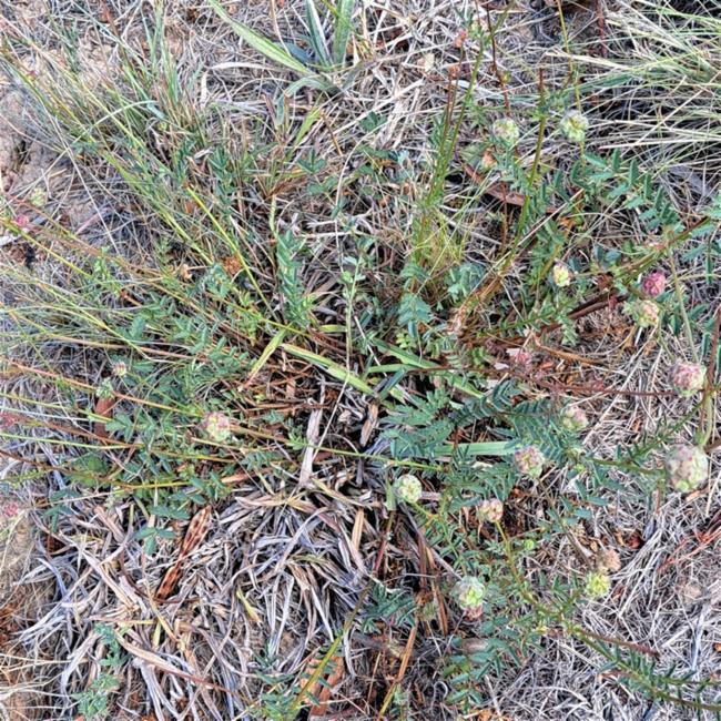Sanguisorba minor (Salad Burnet) (alternate view 11)