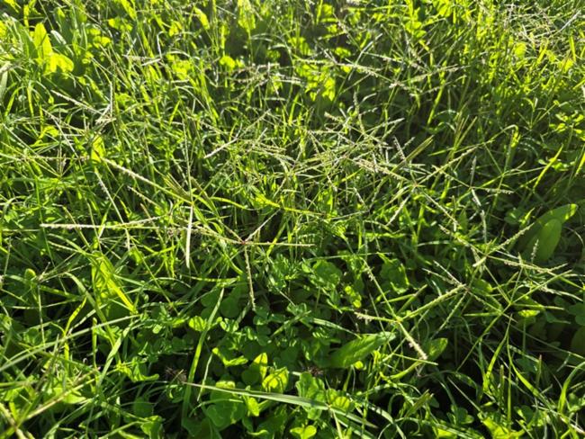 Cynodon dactylon (Bermuda Grass)