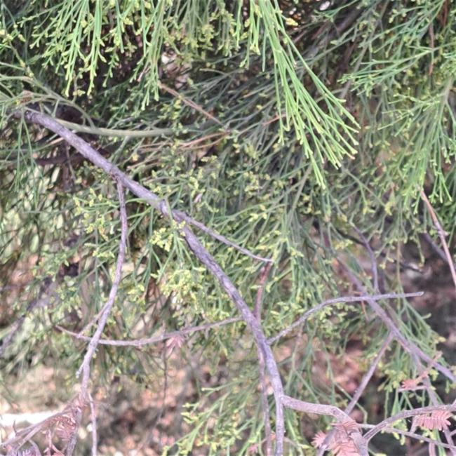 Exocarpos cupressiformis (Cherry Ballart) (alternate view 12)