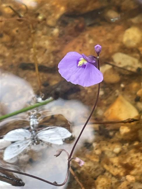 Utricularia dichotoma (fairy aprons) (alternate view 10)