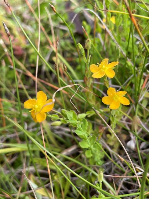 Hypericum gramineum (Small St John's Wort) (alternate view 11)