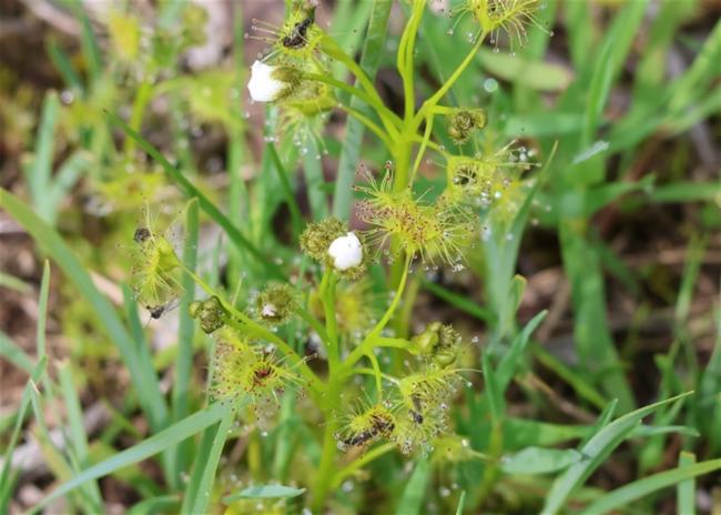 Drosera hookeri (Grassland Sundew) (alternate view 8)