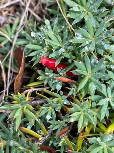 Styphelia humifusa (Cranberry Heath) (alternate view 7)