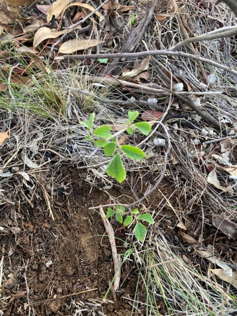 Ulmus parvifolia (Lacebark Chinese Elm Tree)