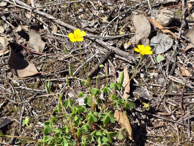 Oxalis exilis (least yellow-sorrel) (alternate view 13)