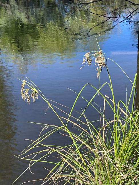Scirpus (Scirpus Bulrushes)