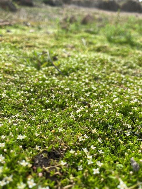 Crassula helmsii (New Zealand pygmyweed) (alternate view 11)