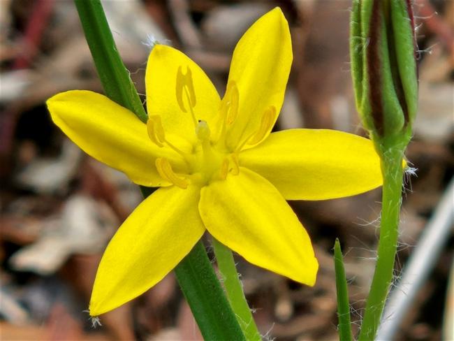 Hypoxis hygrometrica (Golden Weather-grass) (alternate view 11)