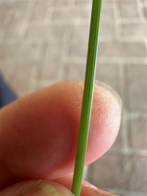 Fimbristylis dichotoma (Common Fringe-rush) (alternate view 11)