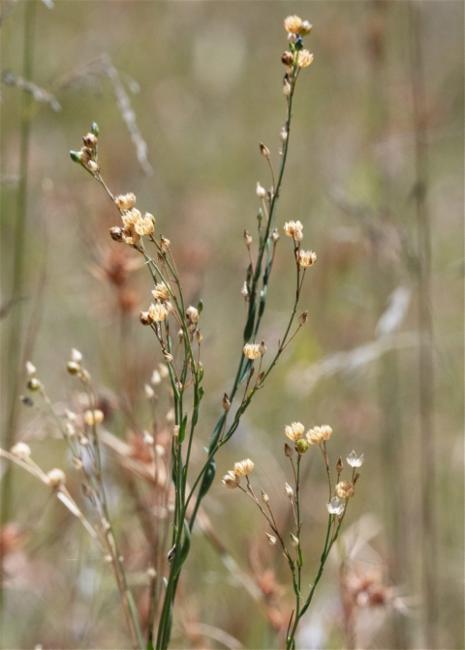 Linum marginale (Australian Flax) (alternate view 11)