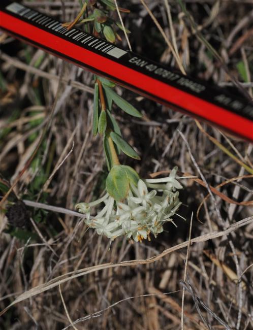 Pimelea (riceflowers) (alternate view 2)