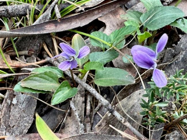 Viola betonicifolia (Mountain Violet) (alternate view 13)