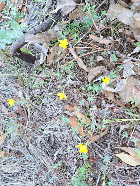 Hypericum gramineum (Small St John's Wort) (alternate view 12)