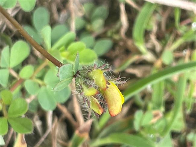 Lotus corniculatus (bird's-foot trefoil) (alternate view 11)