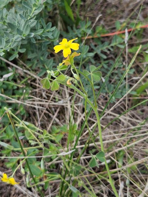 Oxalis perennans (woody-root woodsorrel) (alternate view 12)
