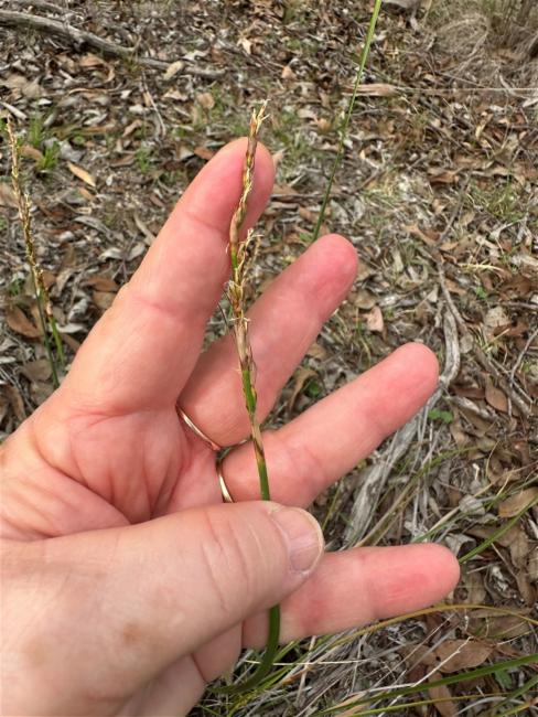 Lepidosperma laterale (variable sword-sedge) (alternate view 10)
