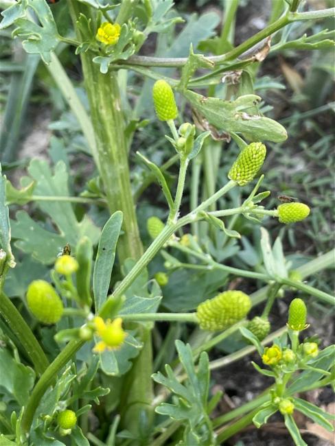 Ranunculus sceleratus (cursed crowfoot) (alternate view 11)