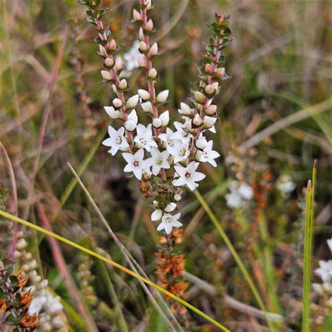 Epacris microphylla (Coral Heath) (alternate view 11)