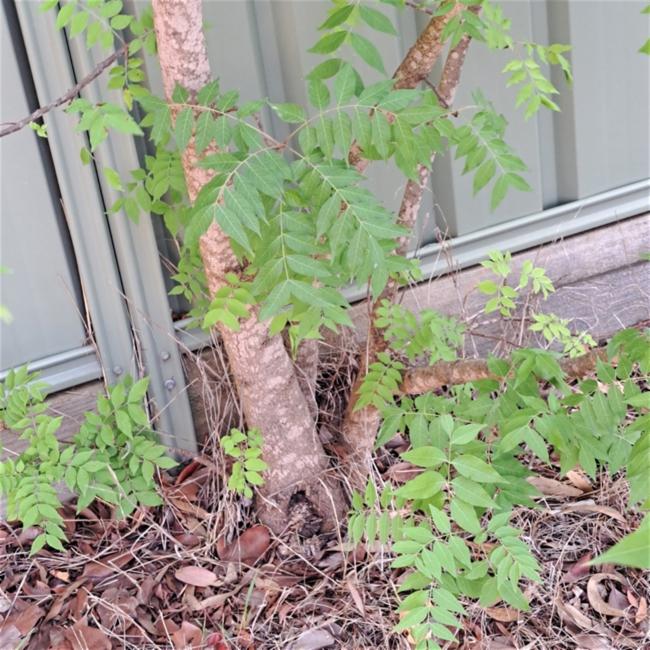 Pistacia chinensis (Chinese pistache) (alternate view 10)