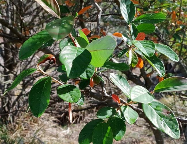 Cotoneaster glaucophyllus (Bright bead cotoneaster) (alternate view 12)