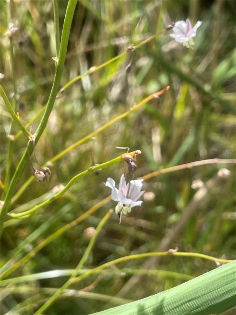 Arthropodium milleflorum (pale vanilla lily) (alternate view 13)
