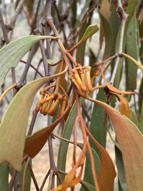 Amyema pendula (drooping mistletoe) (alternate view 13)