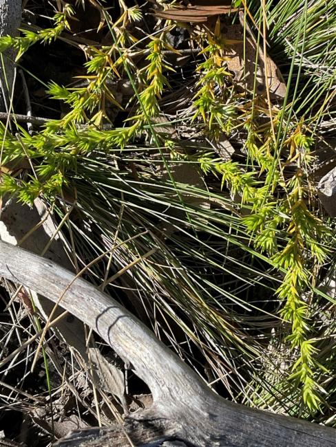 Stellaria pungens (prickly starwort) (alternate view 13)