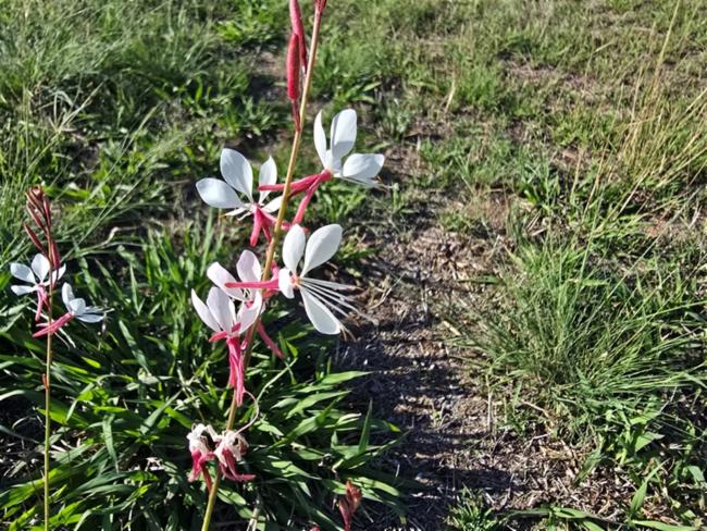 Oenothera lindheimeri (wandflower) (alternate view 2)