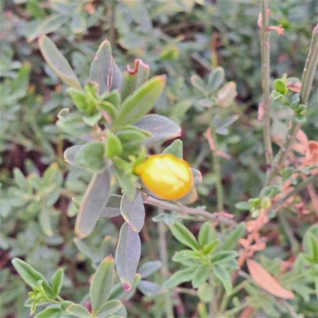 Jasminum (jasmine)
