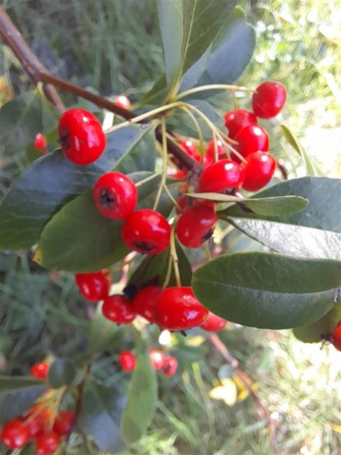 Pyracantha (firethorns)