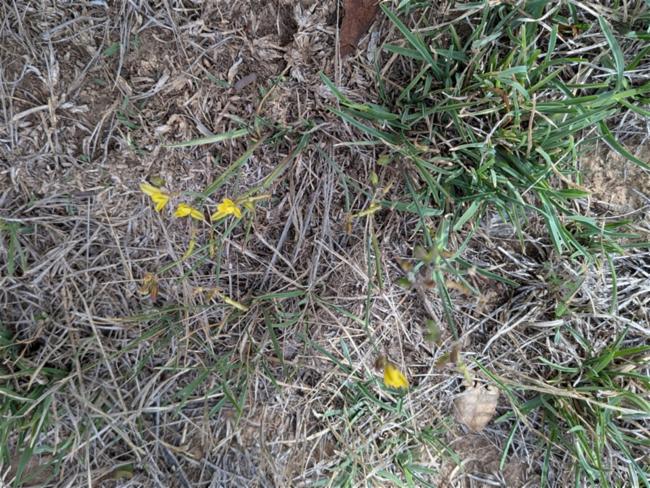 Tricoryne elatior (yellow rush-lily) (alternate view 13)