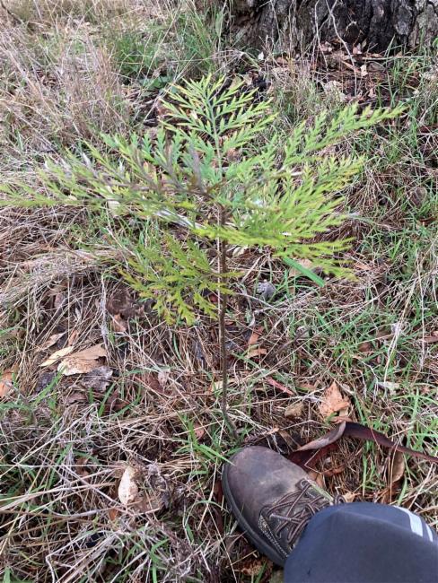 Grevillea robusta (silk oak) (alternate view 10)