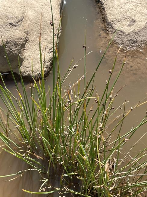 Schoenoplectus (Schoenoplectus Bulrushes) (alternate view 3)