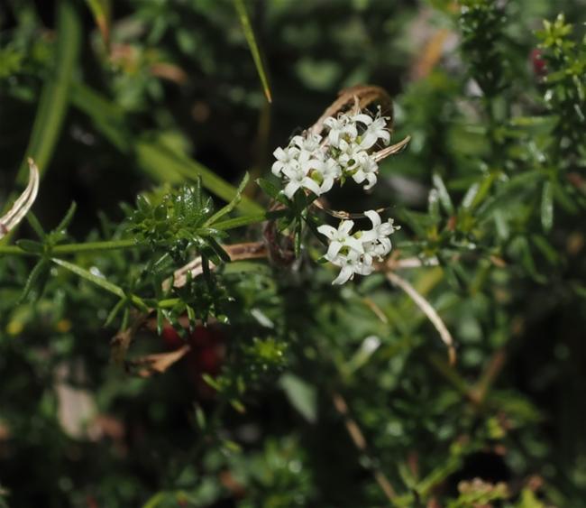 Asperula conferta (Common Woodruff) (alternate view 12)