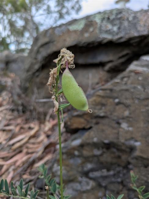Swainsona galegifolia (Smooth Darling Pea) (alternate view 9)