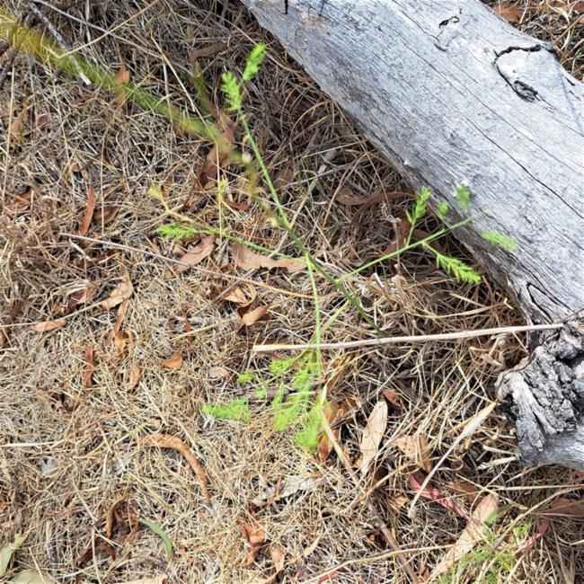 Asparagus (Asparagus)