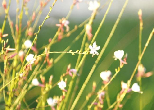 Oenothera lindheimeri (wandflower)