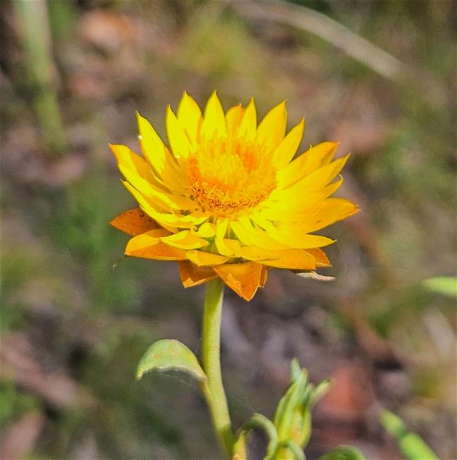 Xerochrysum bracteatum (Golden Everlasting) (alternate view 11)