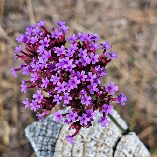 Verbena (vervains)