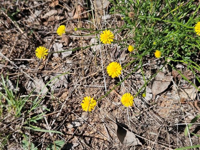 Calotis lappulacea (Bur Daisy) (alternate view 12)