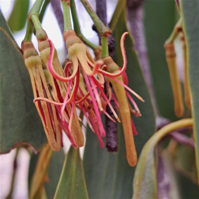 Amyema miquelii (Box Mistletoe) (alternate view 11)