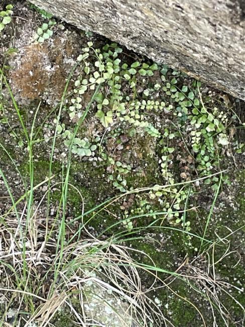 Asplenium flabellifolium (Necklace Fern) (alternate view 13)