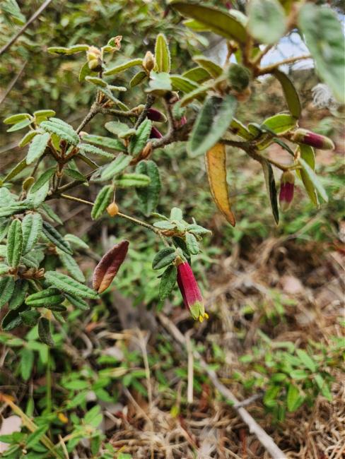 Correa reflexa (Common Correa) (alternate view 11)