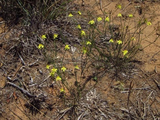 Tricoryne elatior (yellow rush-lily) (alternate view 12)