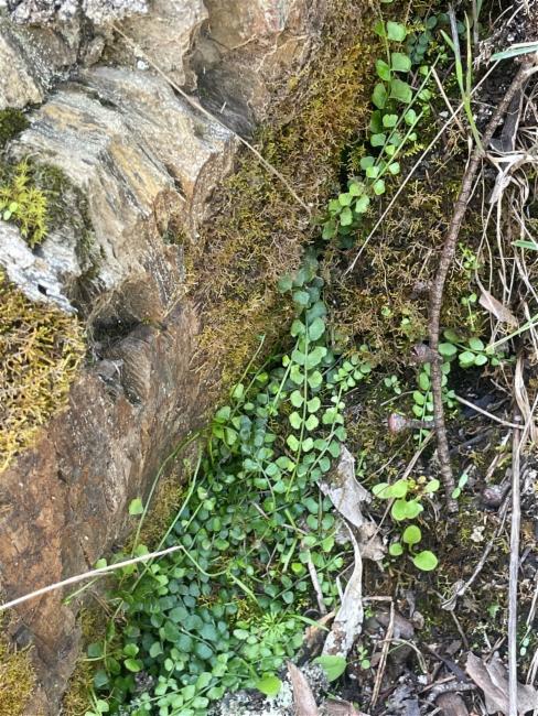 Asplenium flabellifolium (Necklace Fern) (alternate view 11)