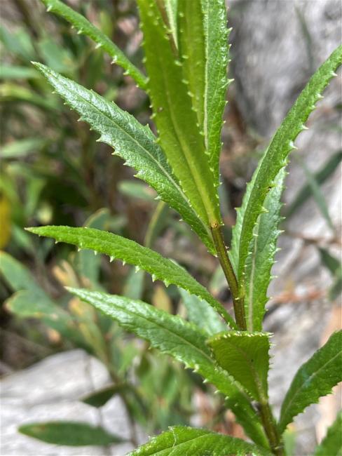Senecio linearifolius (fireweed groundsel) (alternate view 12)